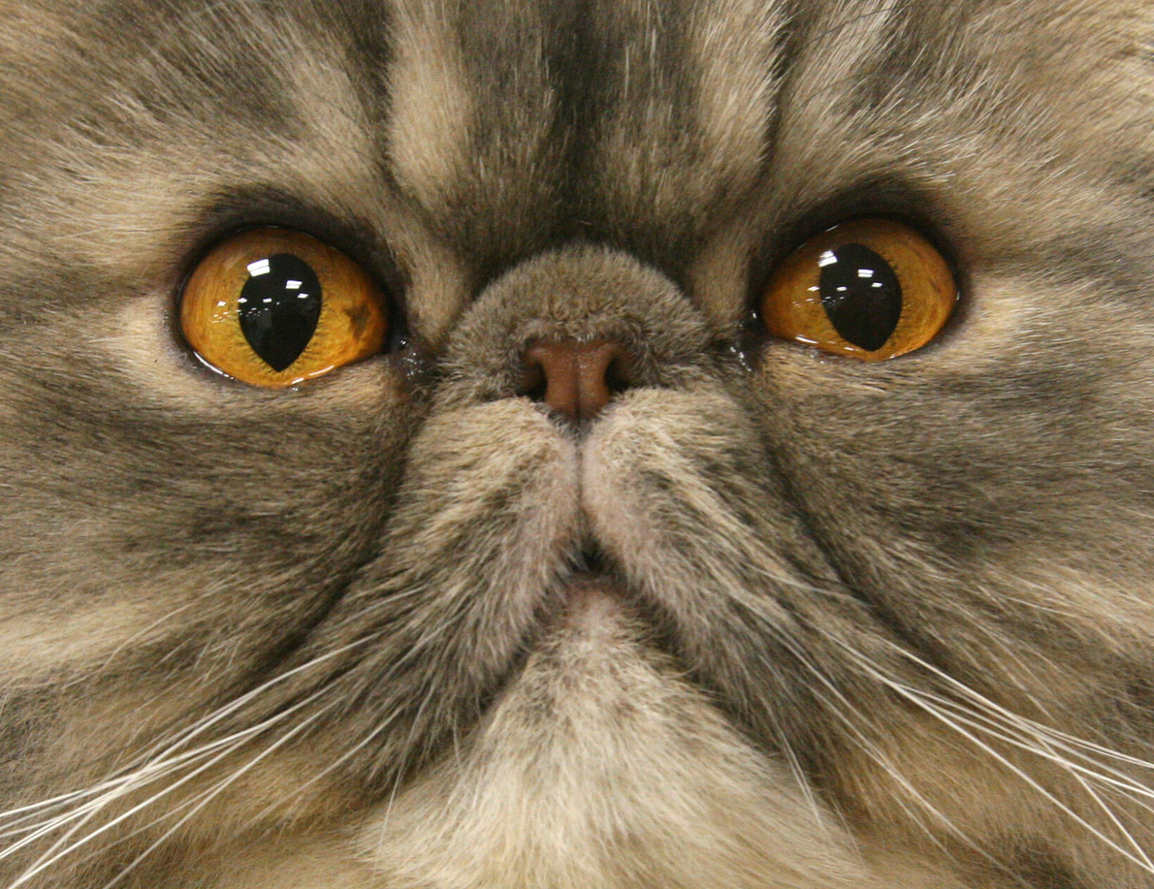 APTOPIX Cat Show